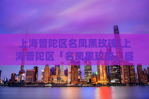 上海普陀区名凤黑玫瑰(上海普陀区「名凤黑玫瑰」盛放，彰显神秘魅力)
